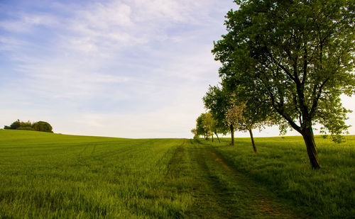 Scenic view of agricultural field against sky