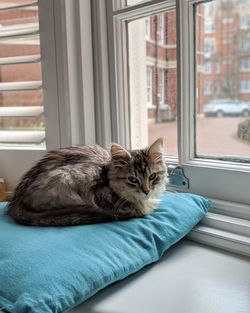 Cat sleeping on window