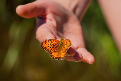 Close-up of butterfly on hand holding leaf