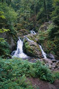 Scenic view of waterfall in forest