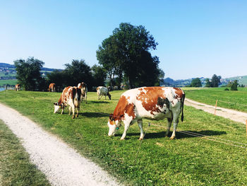 Cows grazing in field against sky