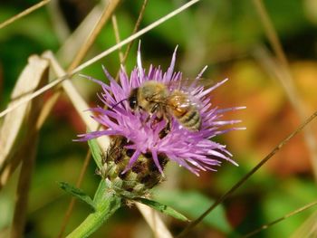 Close-up of bee on purple flower