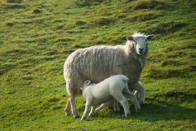 Cute baby lamb feeding on the top of green hill in the soft morning sunlight