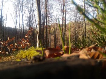 Close-up of fresh green trees in forest