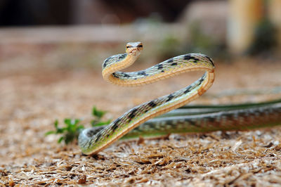 Close-up of snake on field