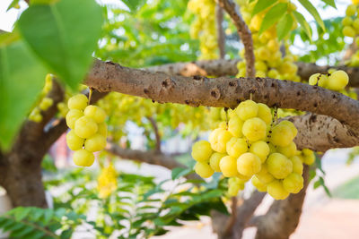 Close-up of grapes growing on tree