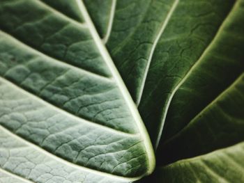 Full frame shot of green leaves