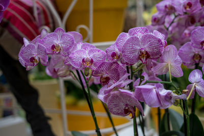 Close-up of purple orchids