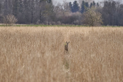 View of deer running on field