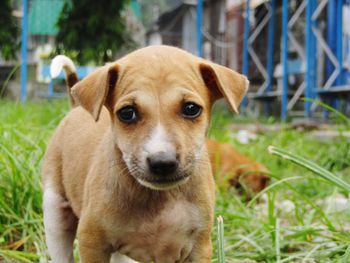 Close-up portrait of dog standing on grass