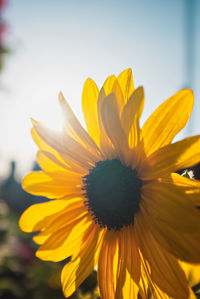 Close-up of yellow flower against sky