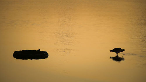 Silhouette bird in a lake