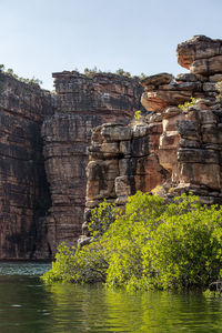 Plants growing on rock