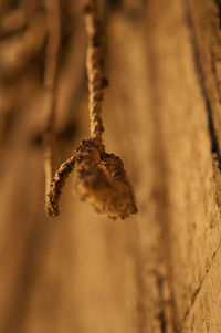 Close-up of insect