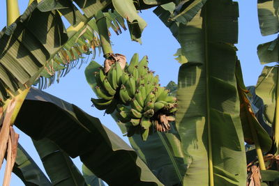 Low angle view of bananas