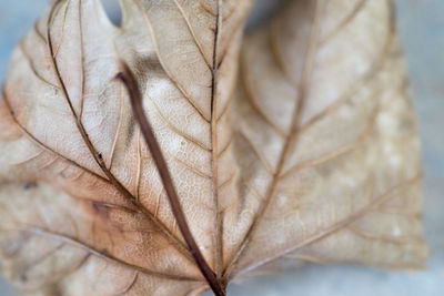 Close-up of dried autumn leaves