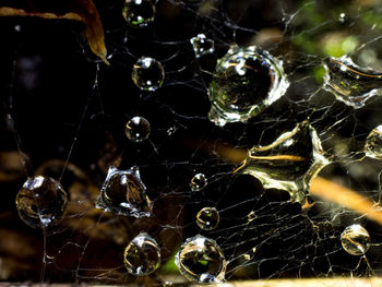 Close-up of water drops on spider web