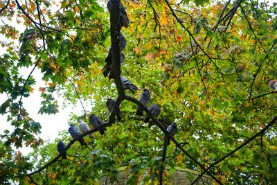 Low angle view of tree