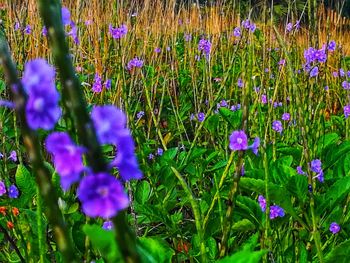 Close-up of purple flowers blooming outdoors