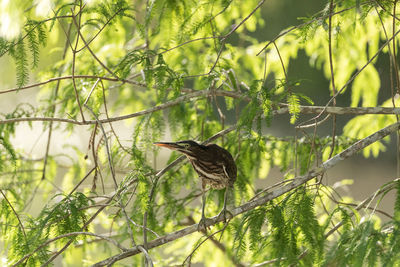 Green heron butorides virescens perched in a tree over a pond in naples, florida