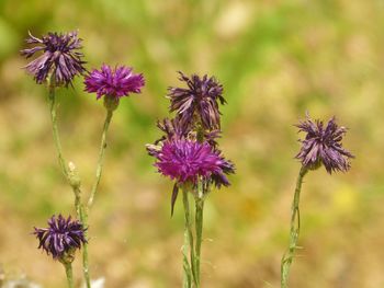 Close-up of bumblebee on purple flower