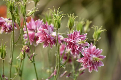 Close-up of pink flowering plant