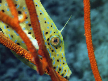 Close-up of fish swimming in sea