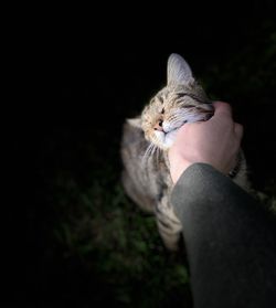 Midsection of person holding cat against black background