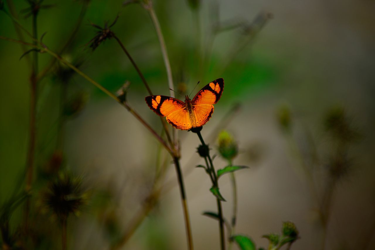 CLOSE-UP OF BUTTERFLY PERCHING ON PLANT