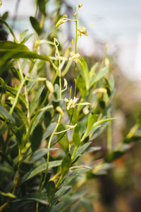 Close up of flowers
