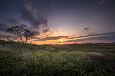 Scenic view of field against sky at sunset