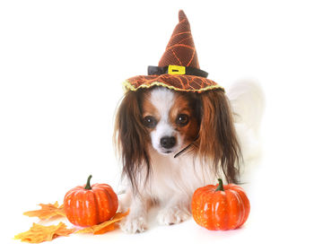 Close-up of a dog with orange pumpkins