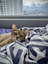 Portrait of cat relaxing on bed at home