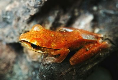 Close-up of crab on rock