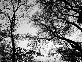 Low angle view of silhouette tree against sky