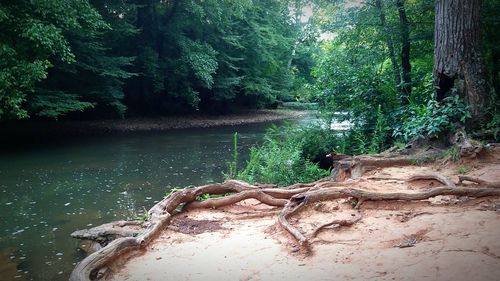Scenic view of river in forest