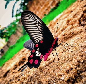 Close-up of butterfly