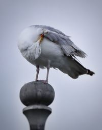 Low angle view of seagull preening while perching on pole