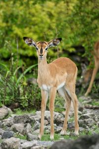 Head on portrait of damara dik-dik madoqua kirkii looking straight at camera namibia.