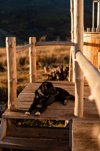 A black dog lies on a wooden staircase against the backdrop of mountains