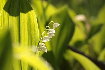 Close-up of flowering plant