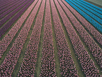 Aerial view of hyacinth flowers field 