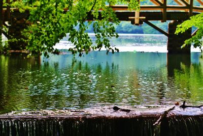 Reflection of trees in water