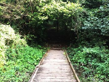 Narrow walkway along plants in park