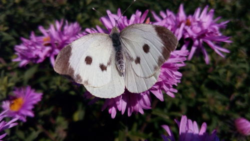 Close-up of butterfly on purple flowers