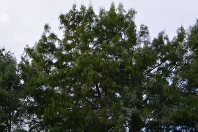 Low angle view of trees in forest