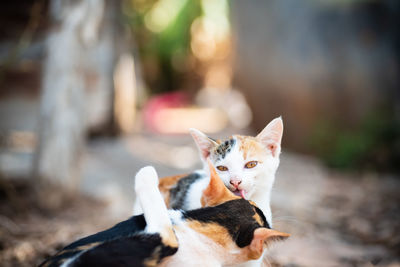 Close-up portrait of cat against blurred background