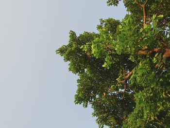 Low angle view of tree against clear sky