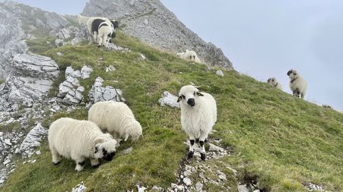 Sheep in a farm