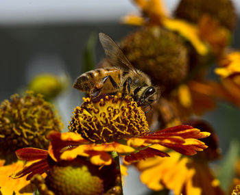 Close-up of insect on yellow flower
